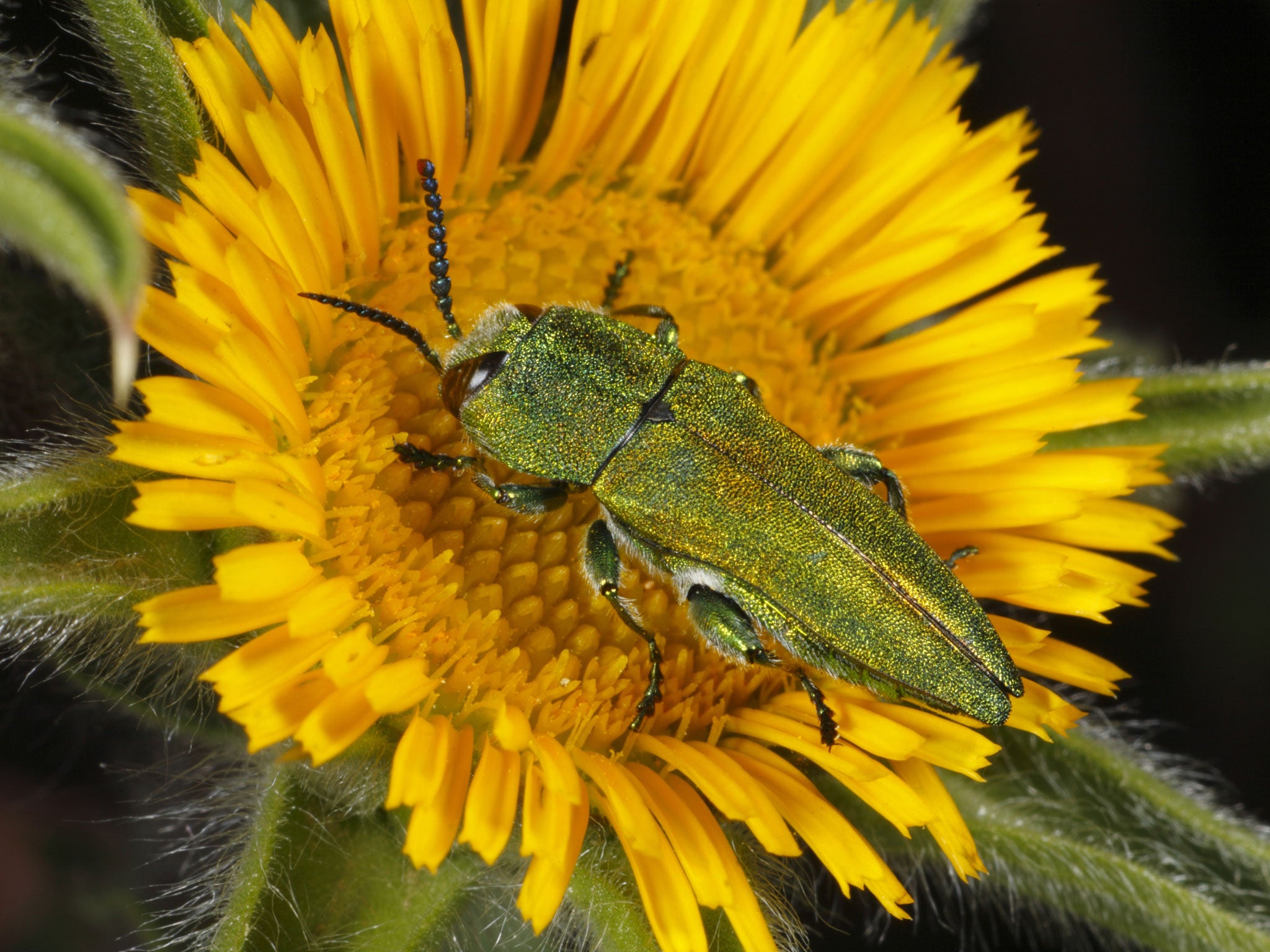 The emerald ash borer is ranked even higher as a danger than the fungus