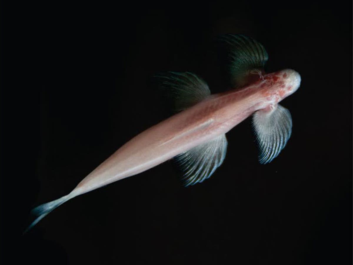 Рыбы живущие вместе. Cryptotora thamicola. Пещерные рыбы. Рыба с длинным туловищем. Семейство Балиторовые.