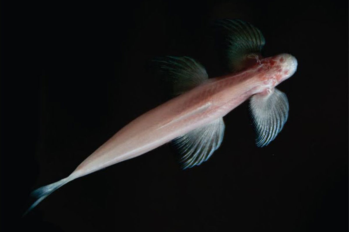 Blind cave fish found walking up waterfalls in 'major' evolutionary ...