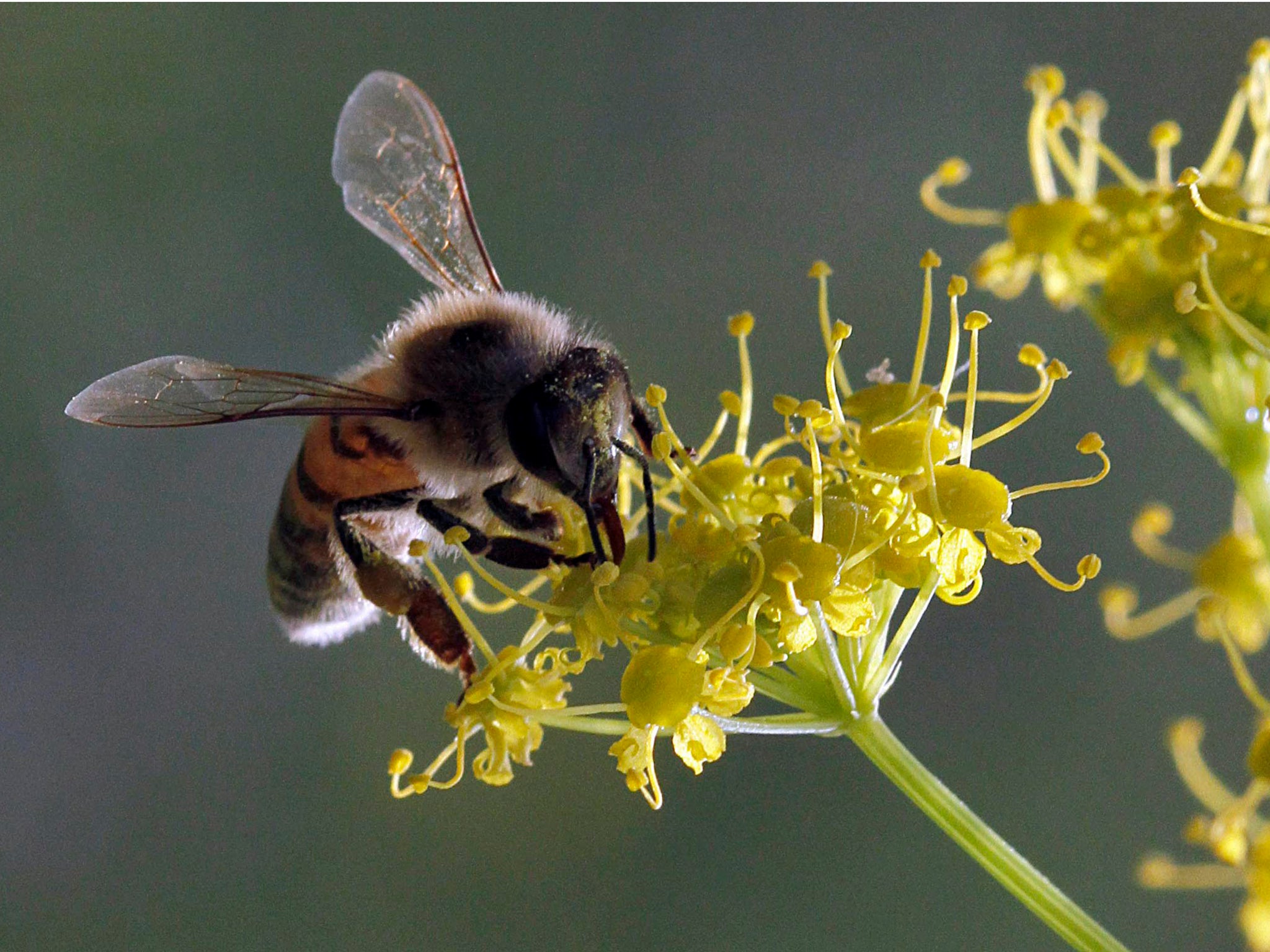 A honey bee collects pollen on a wild flower on a farm in the Jordan Valley