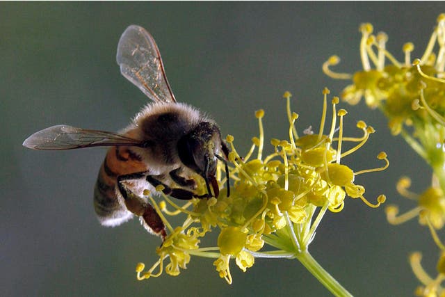 The university is playing its part in helping to save the honeybee which campaigners say are dangerously in decline