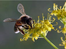 Read more

Honey bees 'can communicate danger better than any other insect'