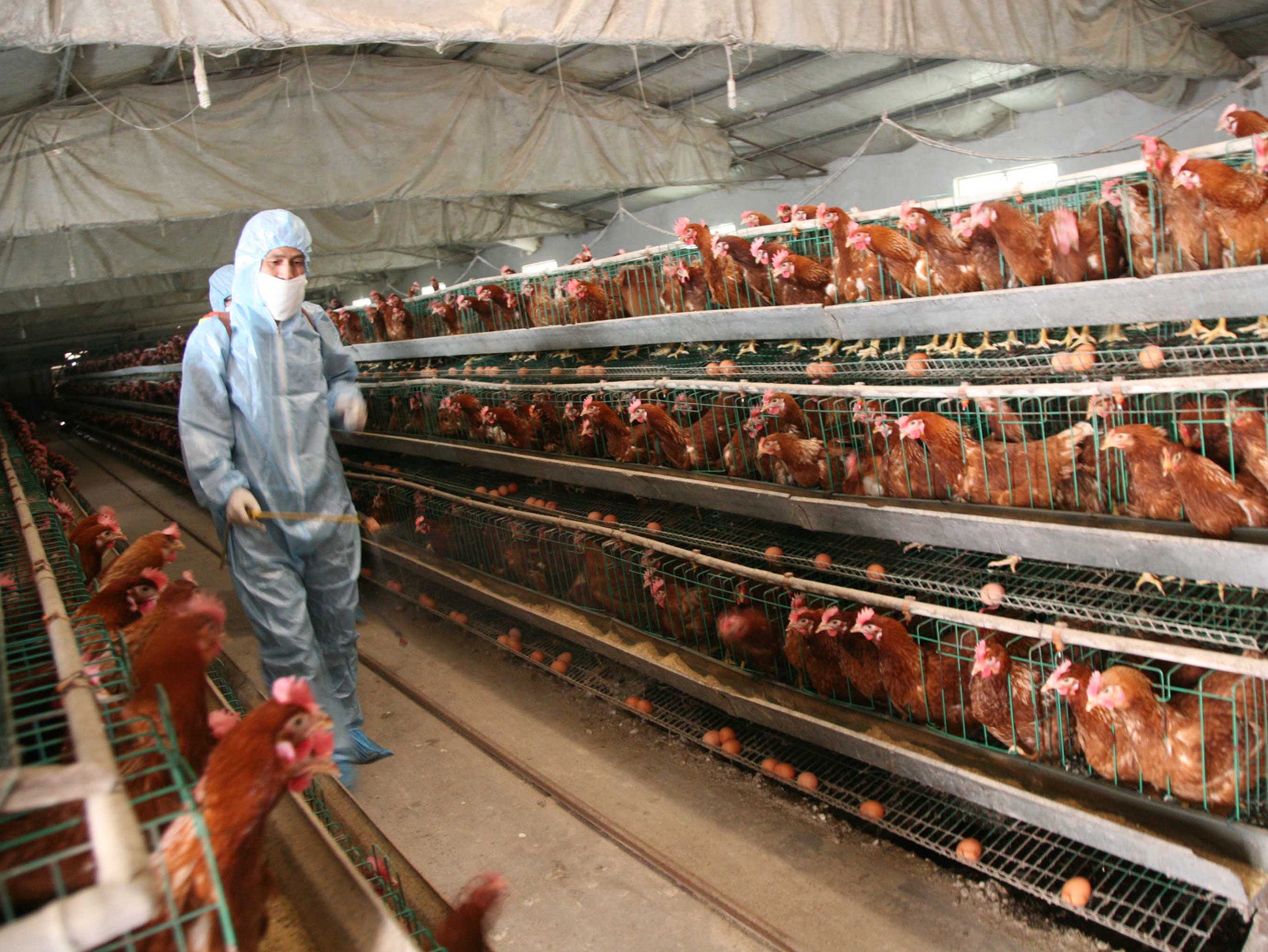 The chicken-farming industry will set their own welfare codes from April 27