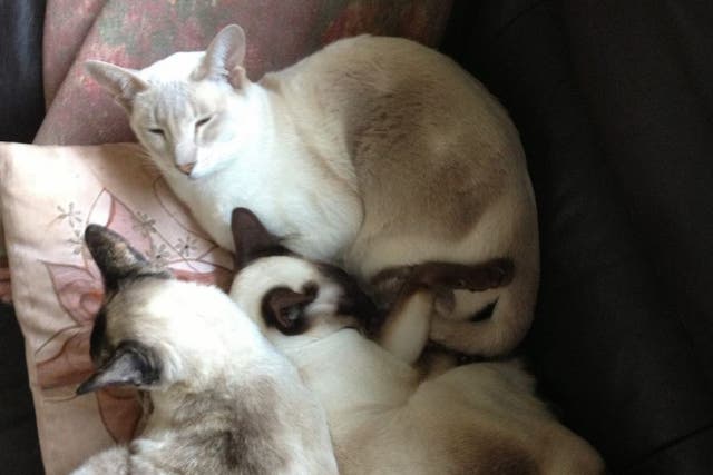 Cupcake, top, the lucky Siamese cat