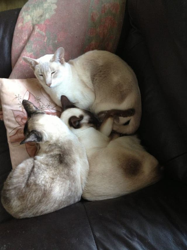 Cupcake, top, the lucky Siamese cat