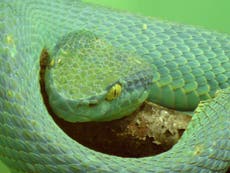 Two venomous snakes found dead in package at post office