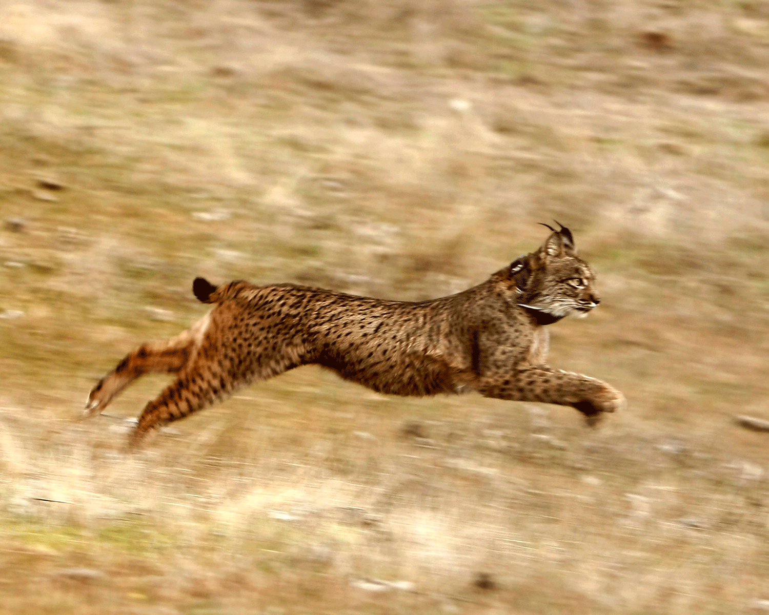 An Iberian lynx runs after being released in Villafranca de Cordoba in Spain