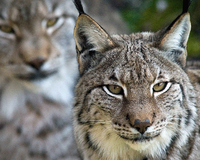 Iberian lynxes are smaller than European lynxes and are not dangerous to humans