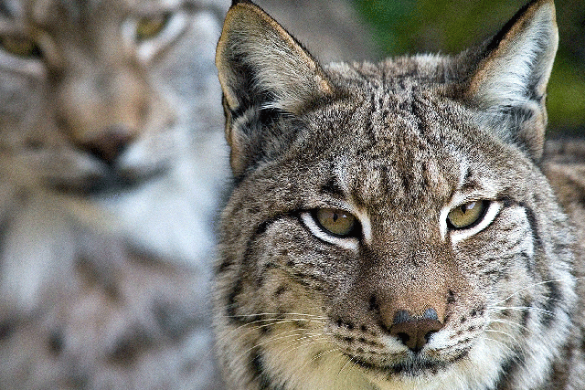 Iberian lynxes are smaller than European lynxes and are not dangerous to humans