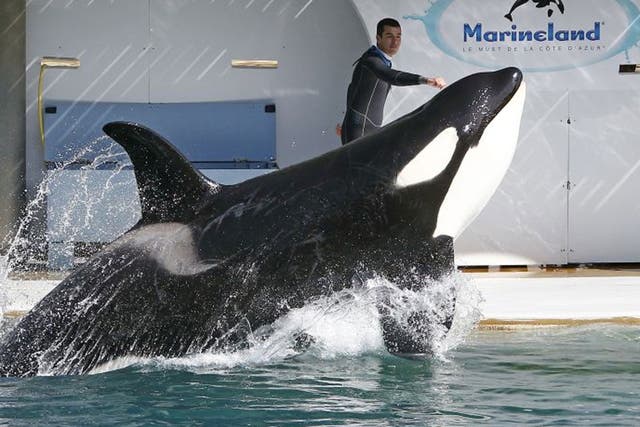 An orca whale performs at the Marineland Zoo in Antibes, France before its reopening, six months after the flooding that affected the French Riviera in October 2015