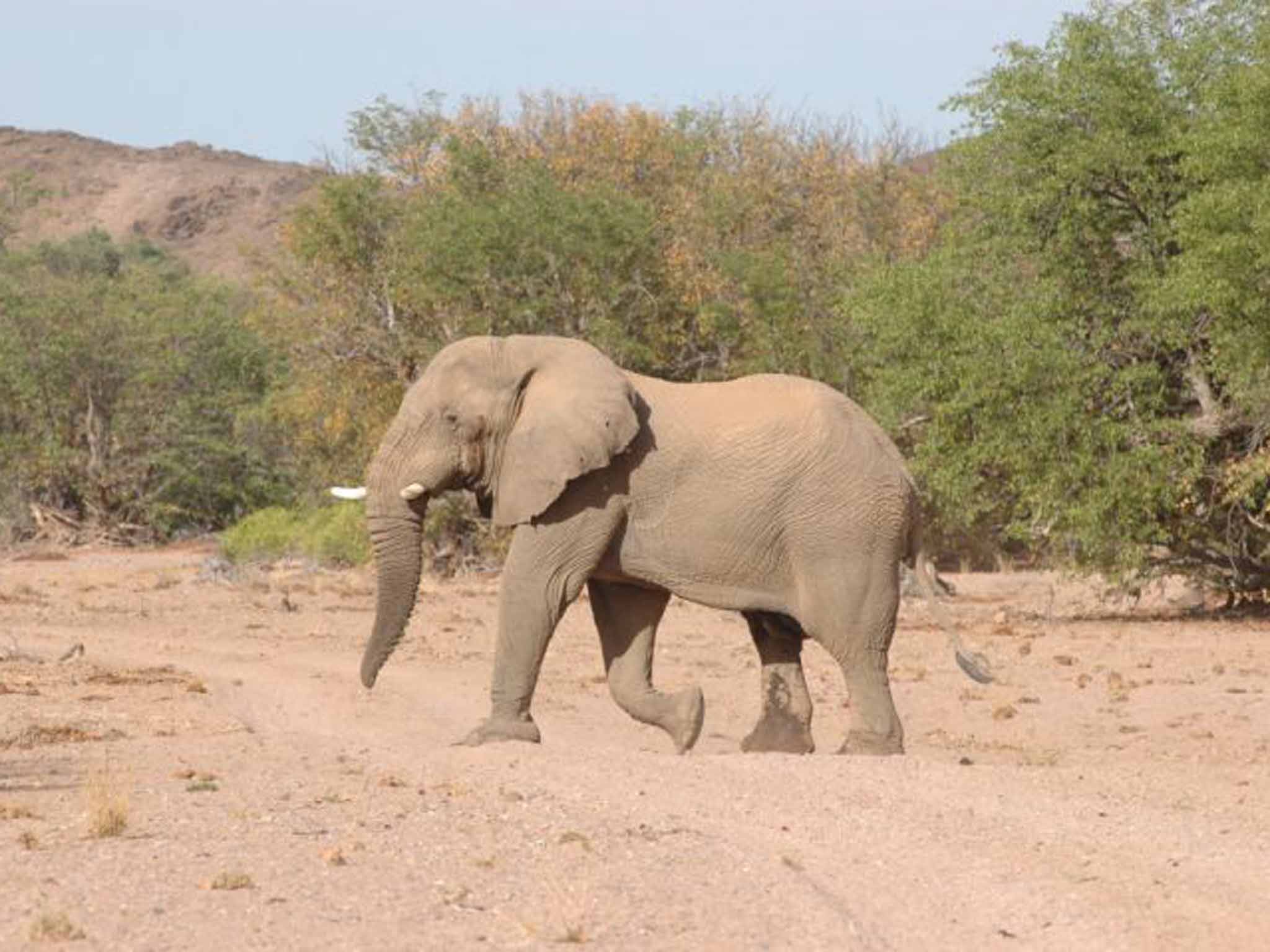 Elephant in Namibia