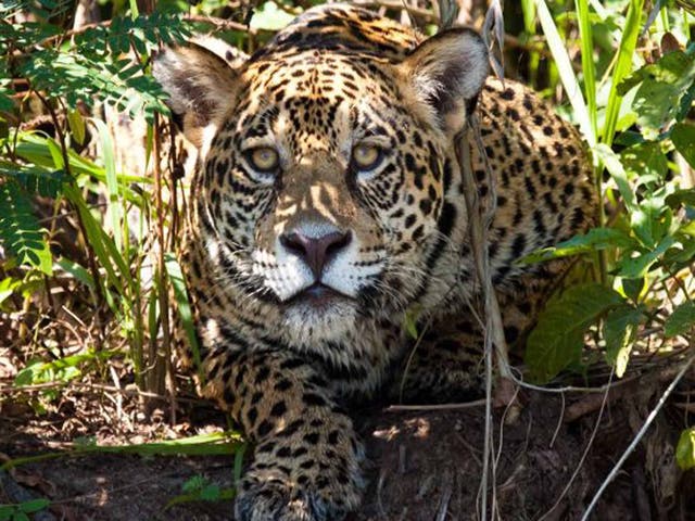 Jaguar in Brazil's Pantanal wetlands