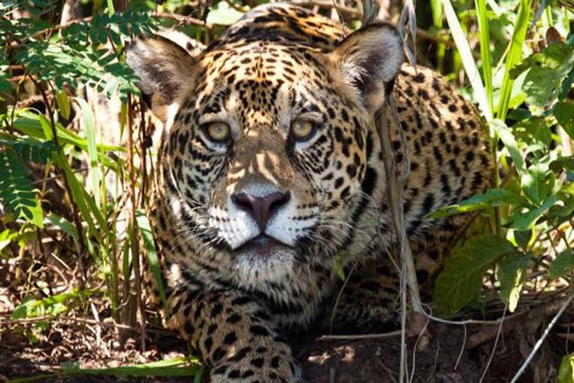 Jaguar in Brazil's Pantanal wetlands