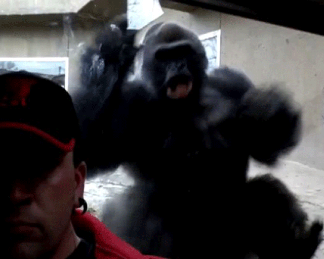 The gorilla uses both his hands and feet to launch an attack at the window