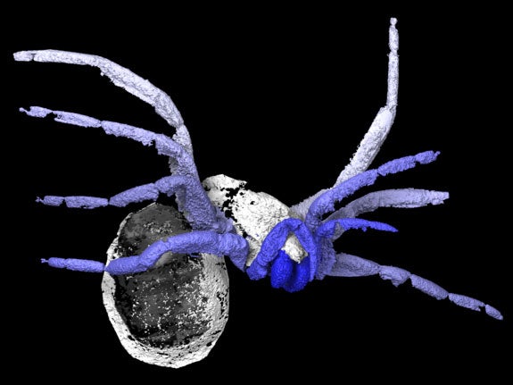 A CT scan showing what the early arachnid looked like