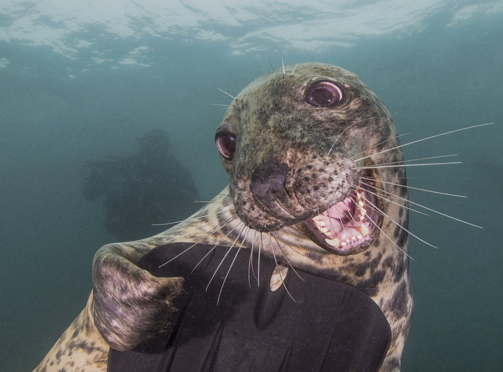 meet-the-friendliest-seal-in-britain-and-the-man-who-took-its-picture