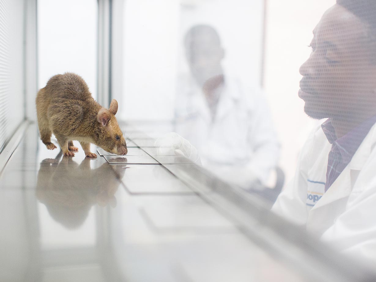 A rat being trained to detect tuberculosis