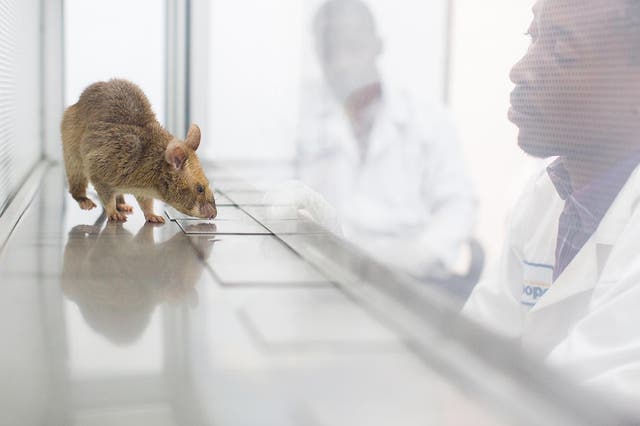 A rat being trained to detect tuberculosis