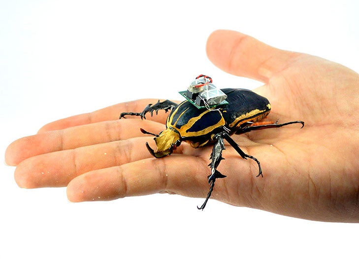 The team figured out how to control a beetle in flight last year using this 'backpack'