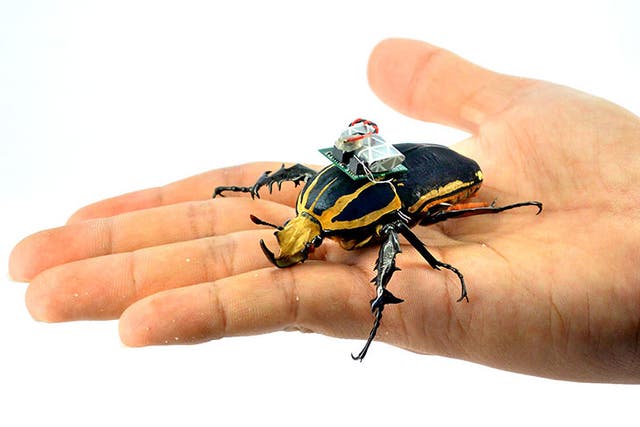 The team figured out how to control a beetle in flight last year using this 'backpack'