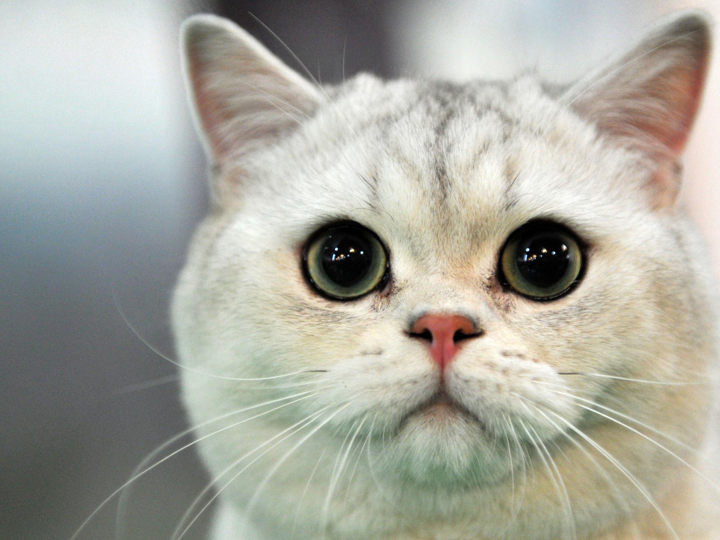 A cat at a show in Bishkek, Kyrgyzstan