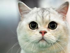 Swedish scientists set to study whether cats have accents