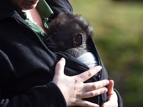 Afia has made her debut outing at Bristol Zoo