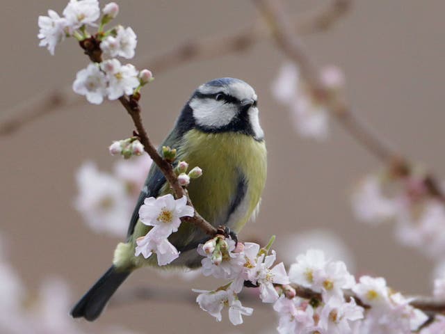Blue tits are among the small garden birds benefitting from the warm winter weather