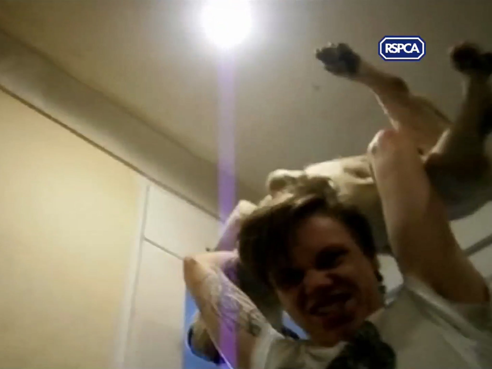 Footage released by the RSPCA shows Andrew Frankish throwing the family's pet Bulldog down the stairs