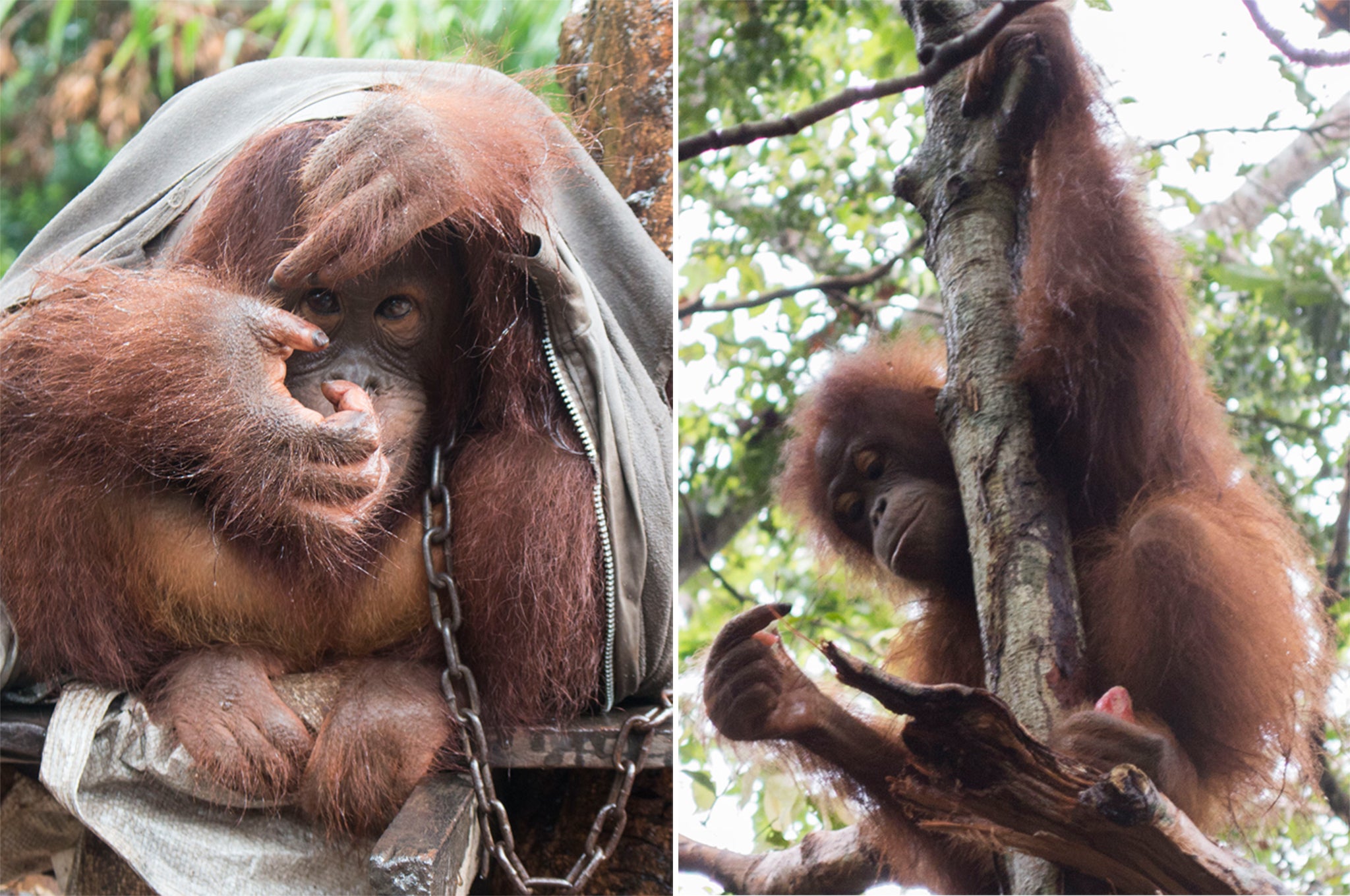 What Japik the orangutan who spent two years chained to a tree looks like  now, The Independent
