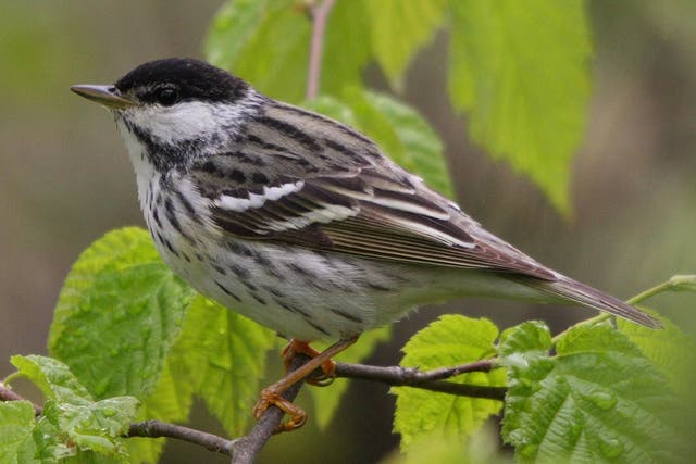Some Blackpoll warblers complete an epic journey from the west to east coast of Canada, then across the Atlantic Ocean to Brazil
