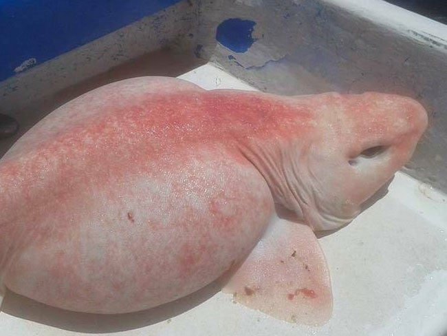 The strange pink fish has been identified as a swellshark