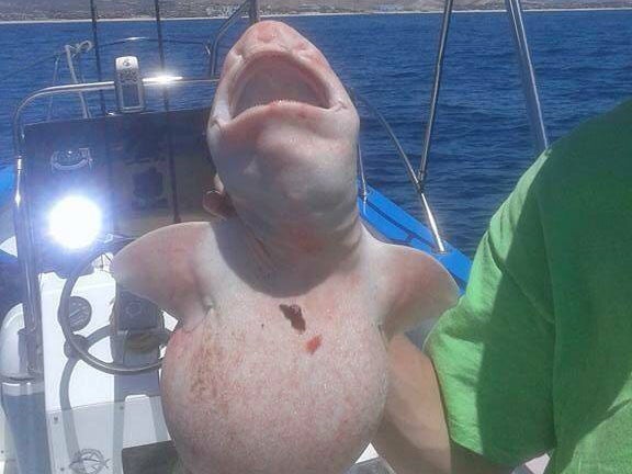 El extraño tiburón fue devuelto al océano después de ser capturado.