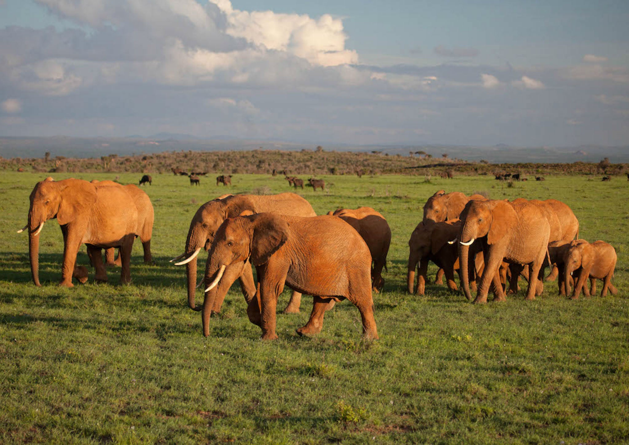 A herd of elephants walks across a Kenyan plain