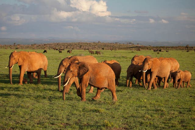 A herd of elephants walks across a Kenyan plain