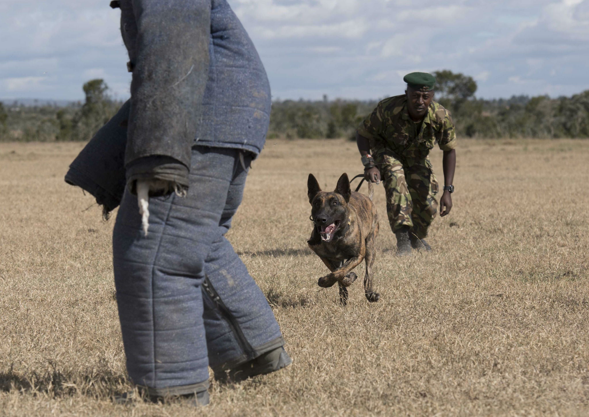 The rapid response unit rangers take part in dog training