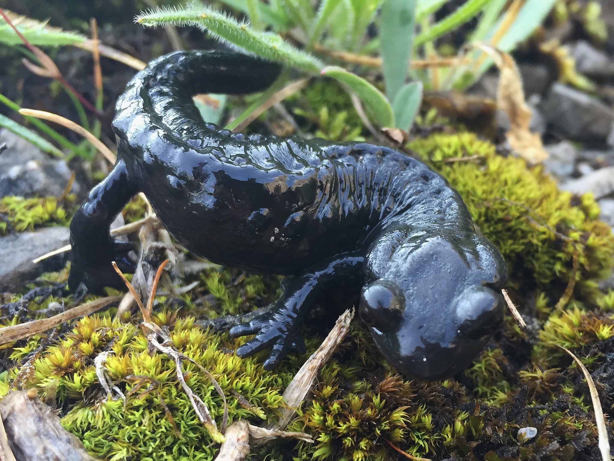 The stem cells mimic how salamander regrowth lost limbs
