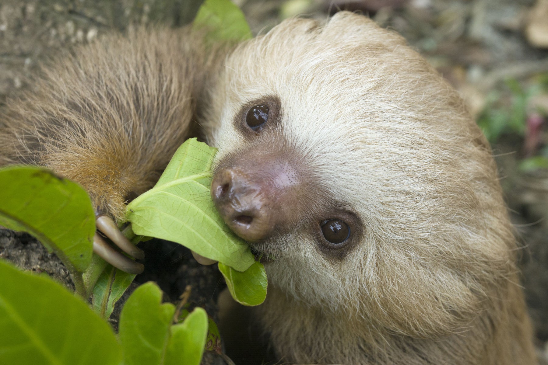 A young sloth