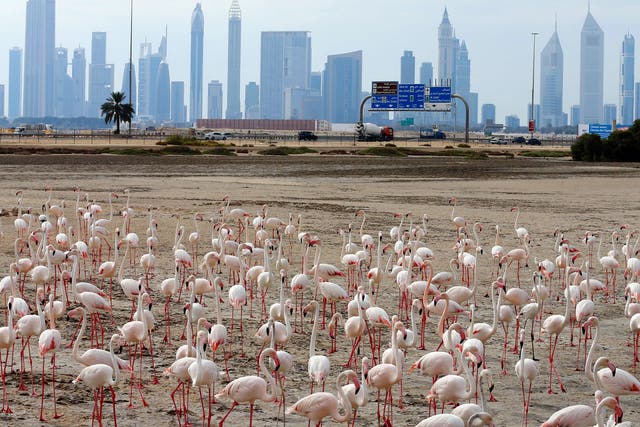 Pink flamingos stand on the mud flats at the Ras al-Khor Wildlife Sanctuary with the Dubai skyline in the background, on the outskirts of the city