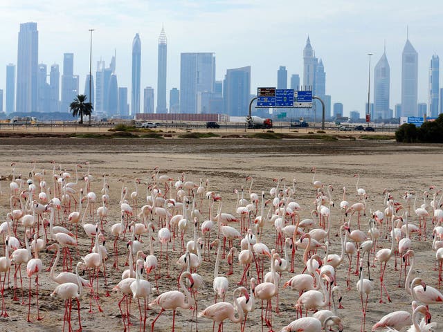 Pink flamingos stand on the mud flats at the Ras al-Khor Wildlife Sanctuary with the Dubai skyline in the background, on the outskirts of the city
