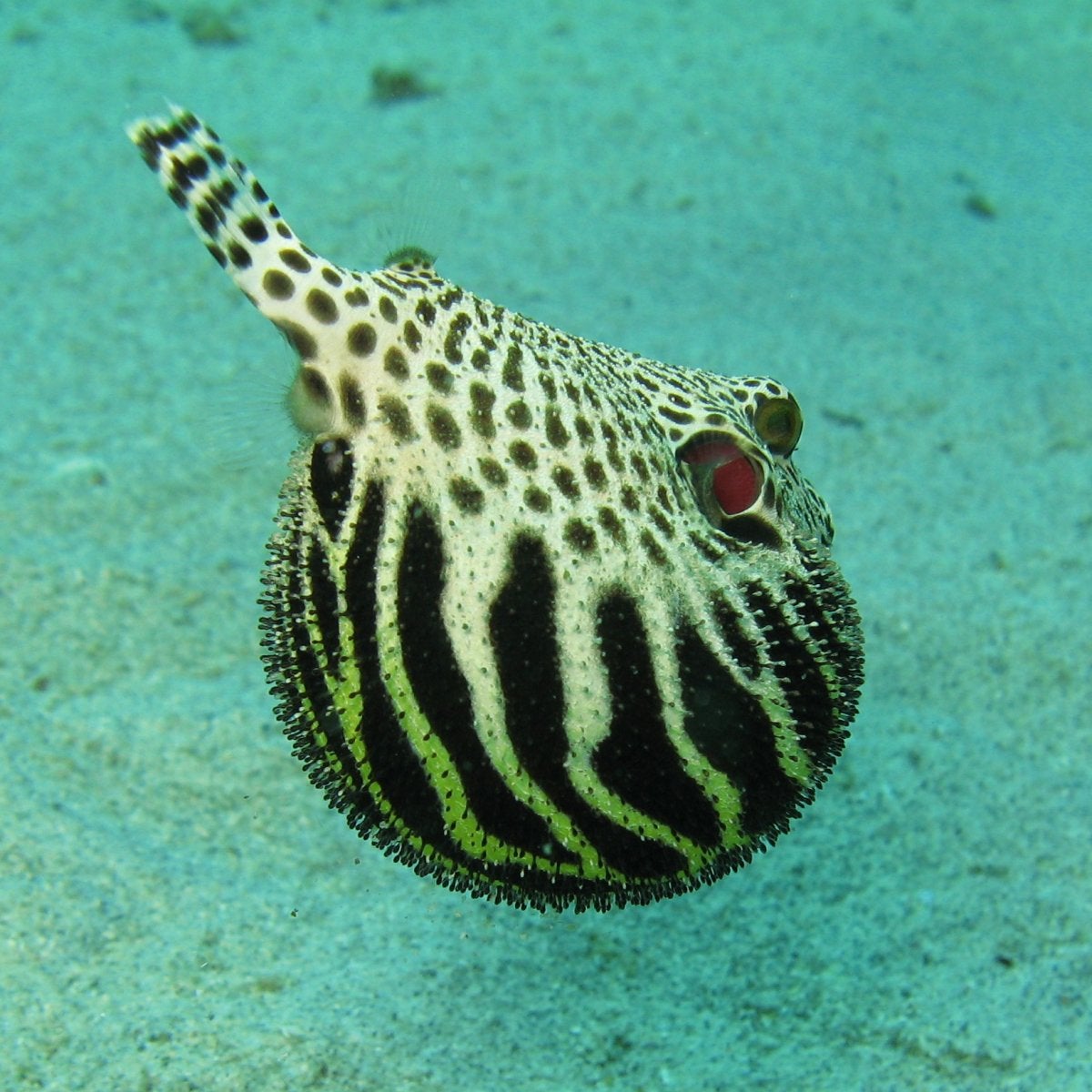 Puffer fish from Mactan Cebu, Philippines