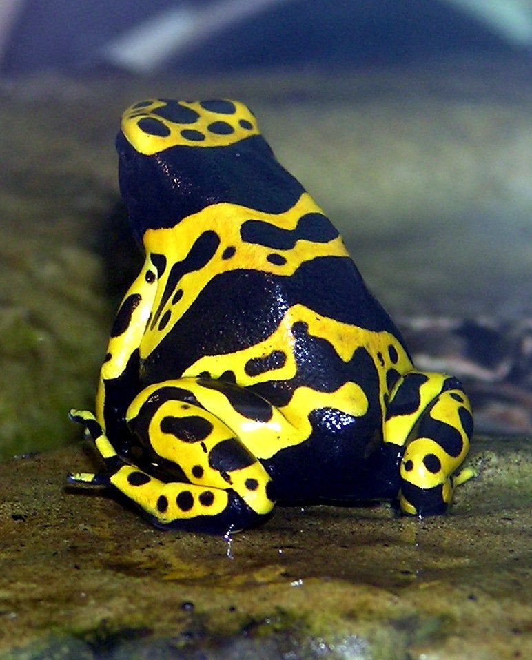 Yellow poison dart frog