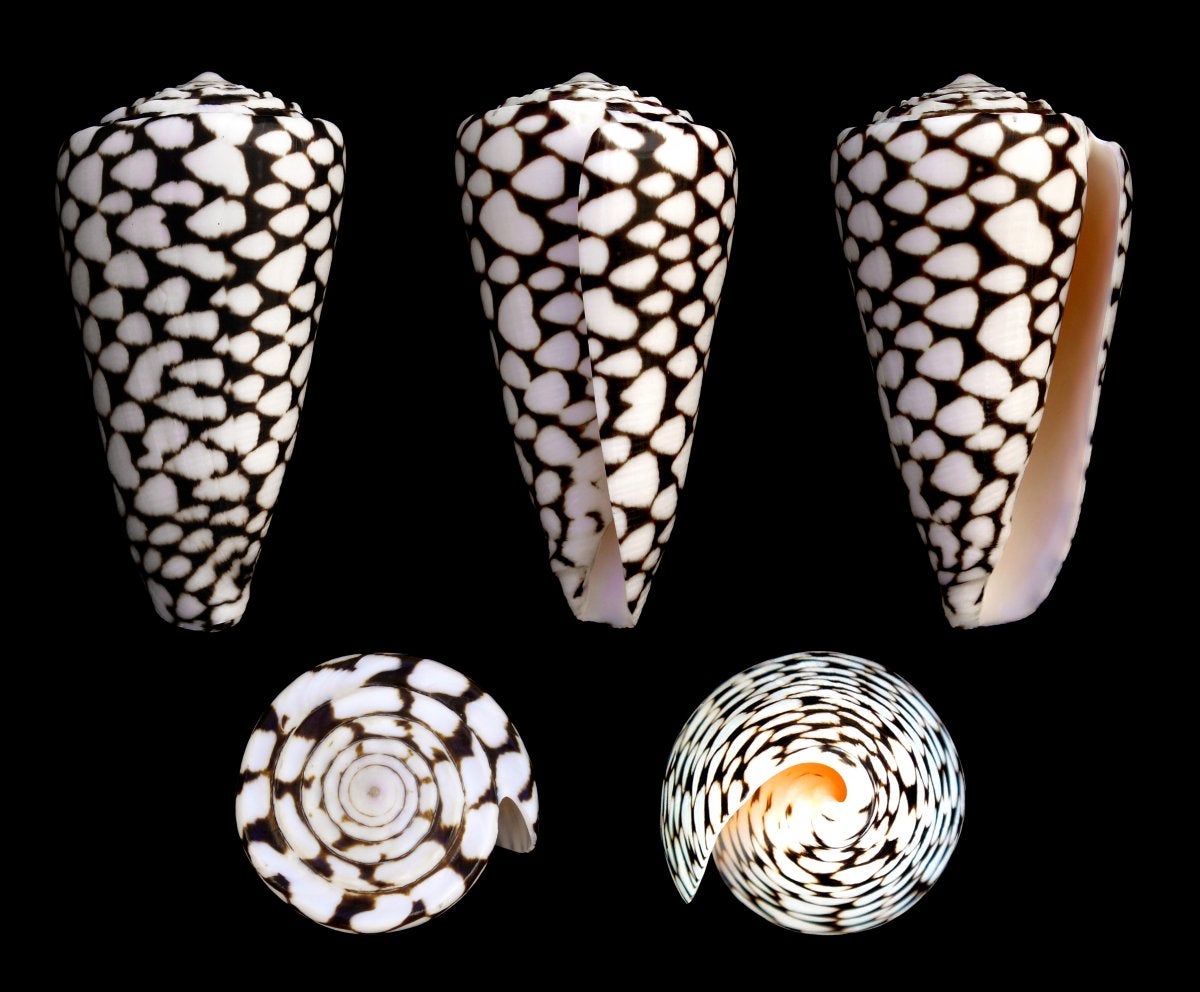 Marble Cone Snail