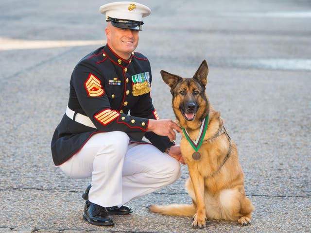 Lucca after being awarded the PDSA Dickin Medal with her owner Gunnery Sergeant Chris Willingham