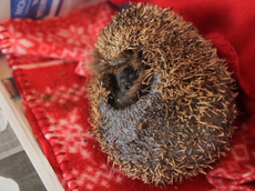 Hedgehog left traumatised after spines cut off in student halls
