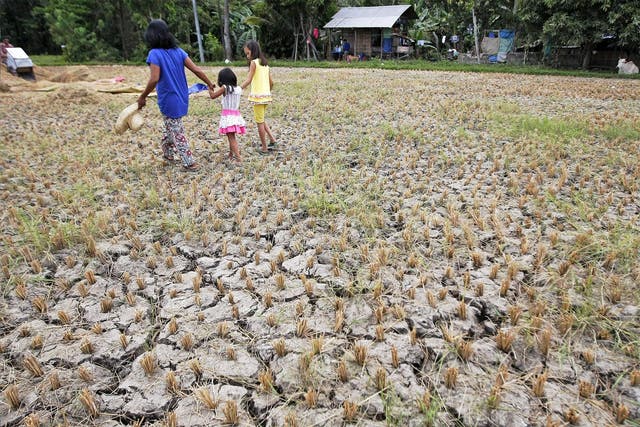 Villagers walking through a drought hit rice field in the town of Asturias, Cebu Island, Philippines