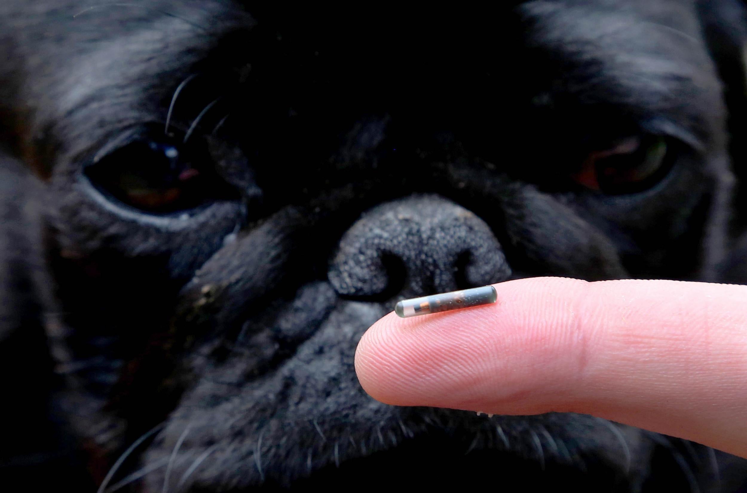 All UK dogs must now be microchipped as new laws come into