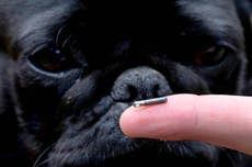 Dog owners must now microchip their pets or face £500 fines