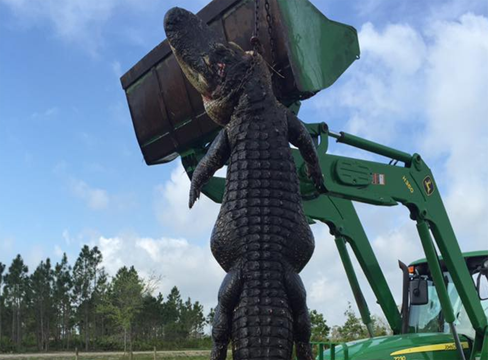 The alligator shot was 15ft in length and weighed 360kg in weight