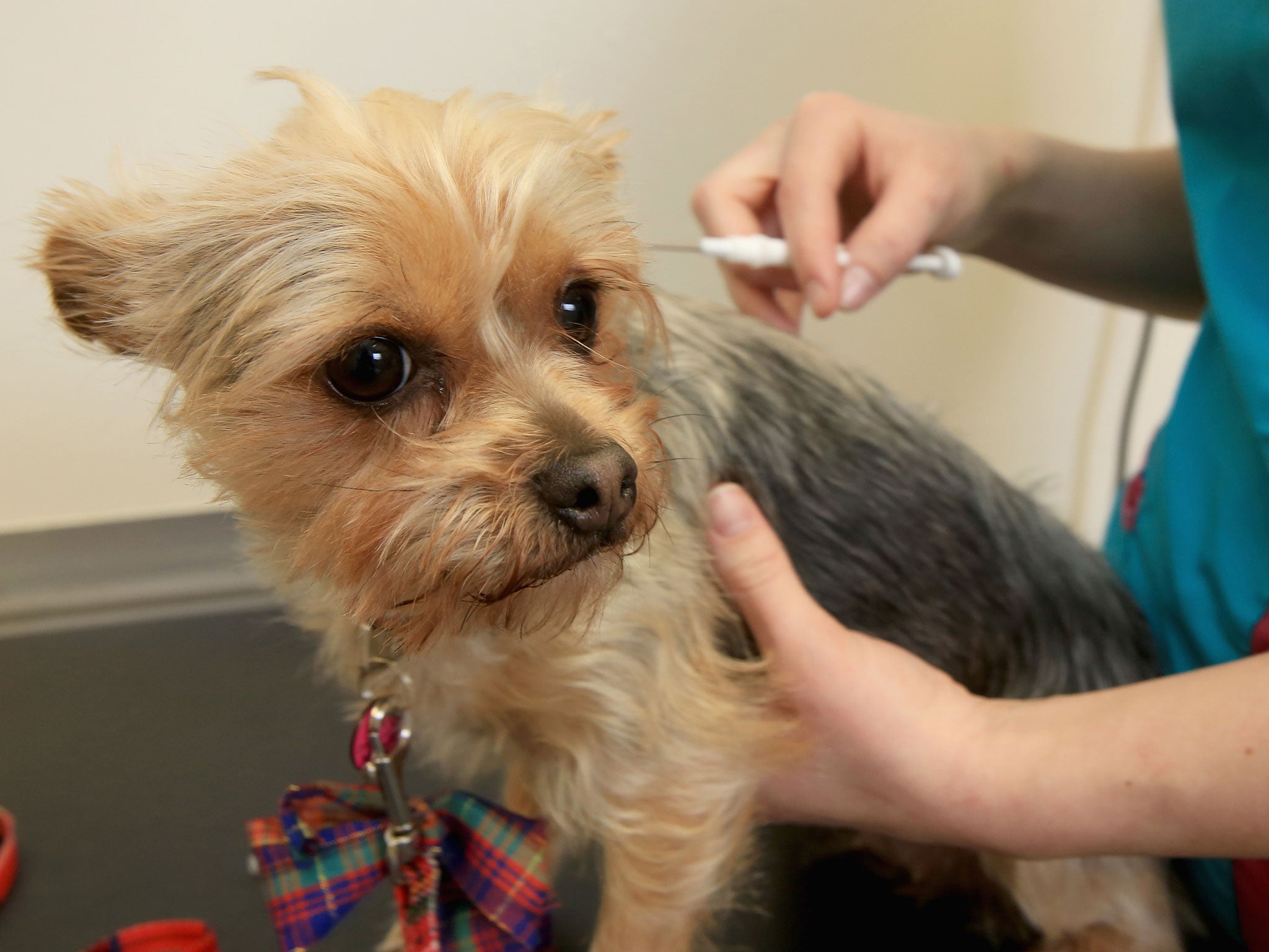 Ruby, a two-year-old Yorkshire Terrier, has a micro-chip implanted in Wolverhampton